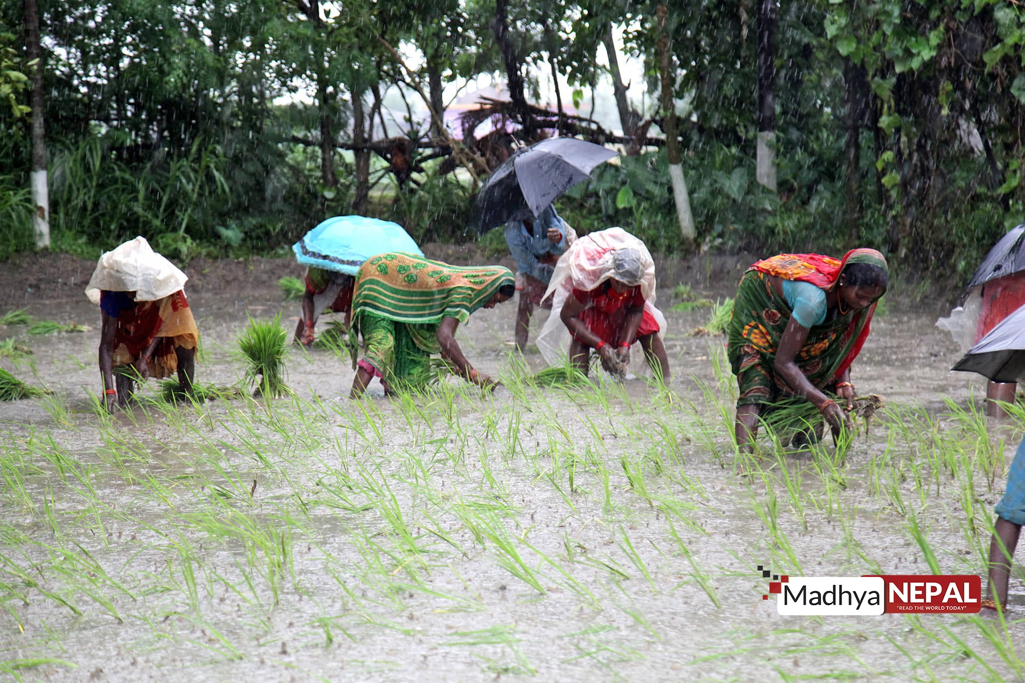 गत वर्षको तुलनामा १३ प्रतिशत बिन्दुले घटयो धान रोपाइँ